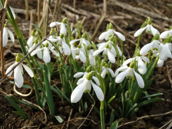 DSC09210 - Plante in gradina 2015
