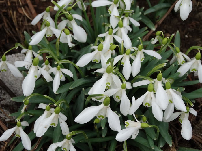 DSC09175 - Plante in gradina 2015