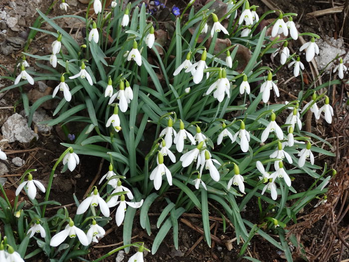DSC09177 - Plante in gradina 2015