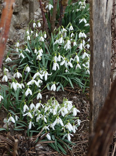 DSC09179 - Plante in gradina 2015