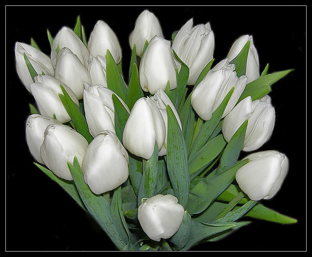 tulips_-1