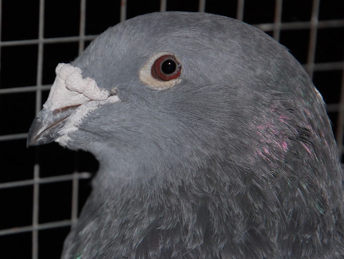 Femela 2011
