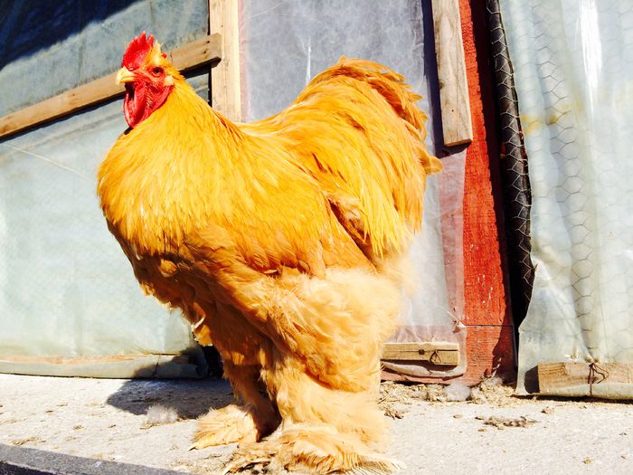 image; Campion expo Bucure%u0219ti 2015
