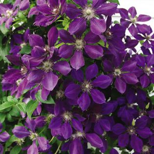 clematis-jacmanii-dg; Inaltime 3 m,perioada lunga de inflorire,flori mari acopera frunzisul,pret 35 roni
