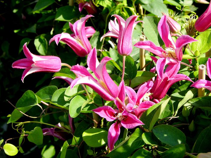 Clematite_texensis_Princess_Diana - CLEMATITE de vanzare