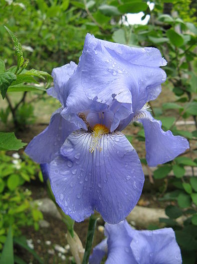 iris germanica - IRIS de vanzare