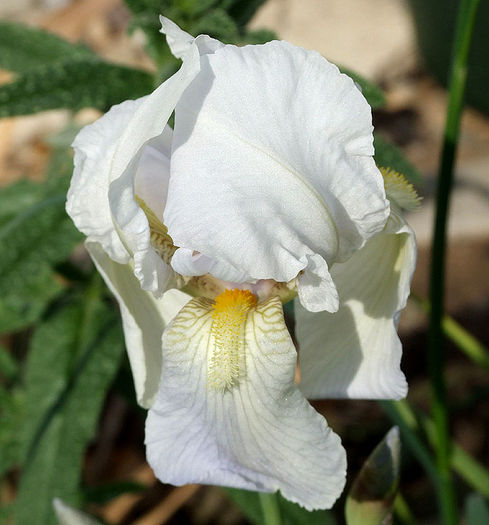Iris-germanica-flor-1 - IRIS de vanzare