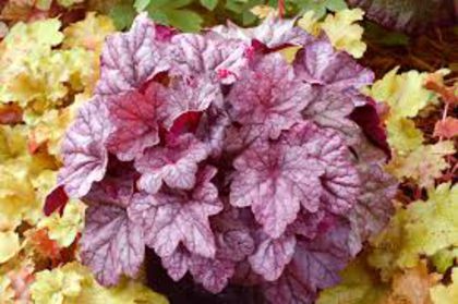 images - HEUCHERA de vanzare