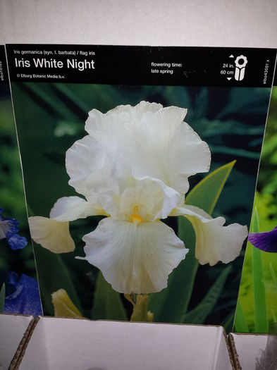 5 Achizitie primavara - Iris White Night