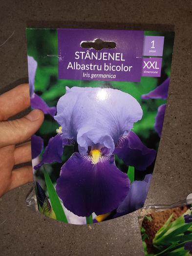 6 Achizitie primavara - Iris Albastru bicolor - Plante de gradina - 2015