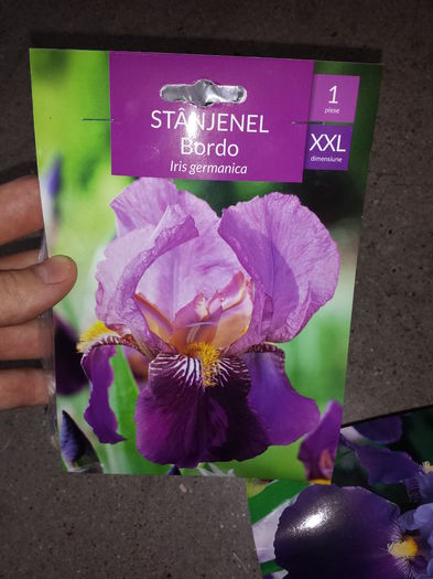 7 Achizitie primavara - Iris Bordo - Plante de gradina - 2015
