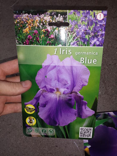 8 Achizitie primavara - Iris Blue - Plante de gradina - 2015