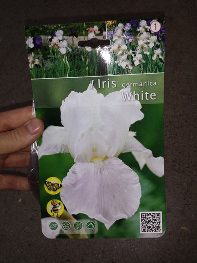 9 Achizitie primavara - Iris White - Plante de gradina - 2015