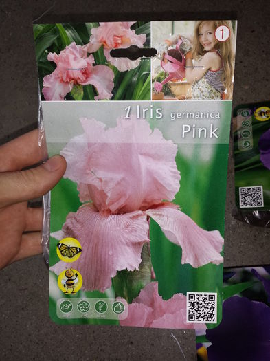 10 Achizitie primavara - Iris Pink - Plante de gradina - 2015