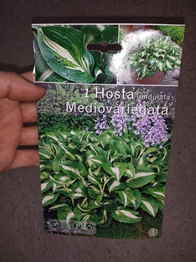 13 Achizitie primavara - Hosta Undulata Mediovariegata - Plante de gradina - 2015