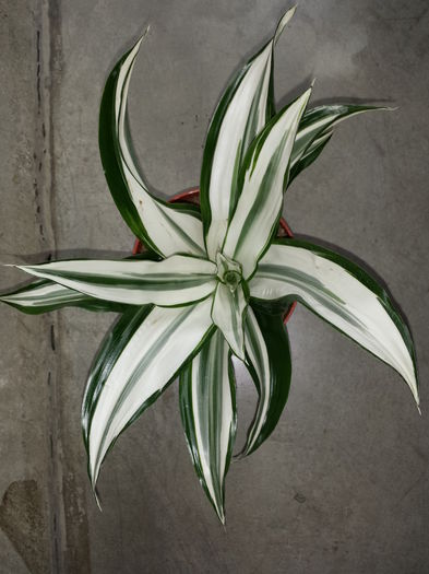 113 Dracena Dragon - frunze alb cu verde gri - Plante de balcon si camera - 2015