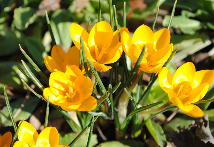 4 martie,crocus crysanthus dorothy; branduse
