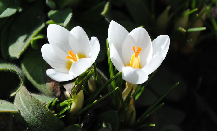 crocus chrysanthus ard schenk - 2015 plantele mele