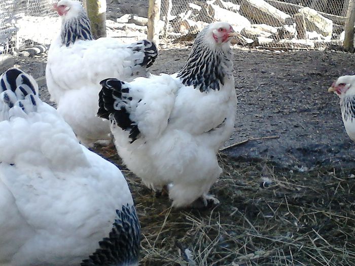 DSC_0533 - BRAHMA 2015