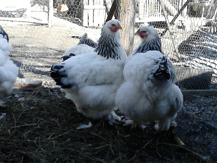 DSC_0536 - BRAHMA 2015