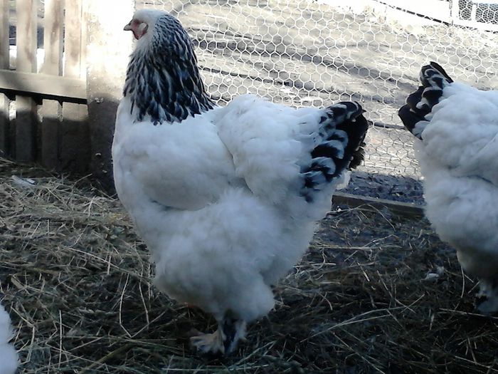 DSC_0537 - BRAHMA 2015