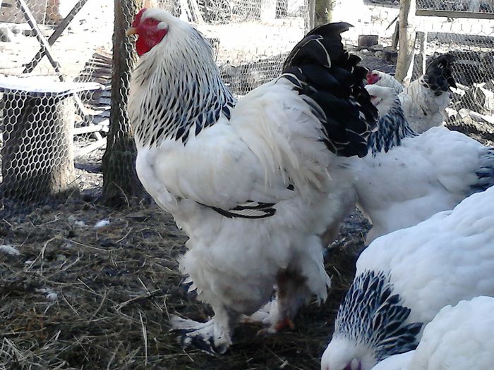 DSC_0538 - BRAHMA 2015