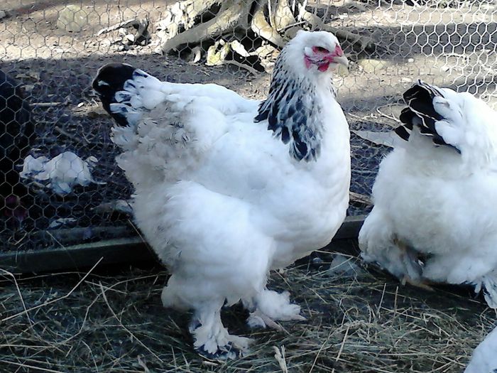 DSC_0541 - BRAHMA 2015