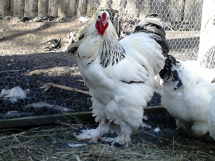 DSC_0543 - BRAHMA 2015