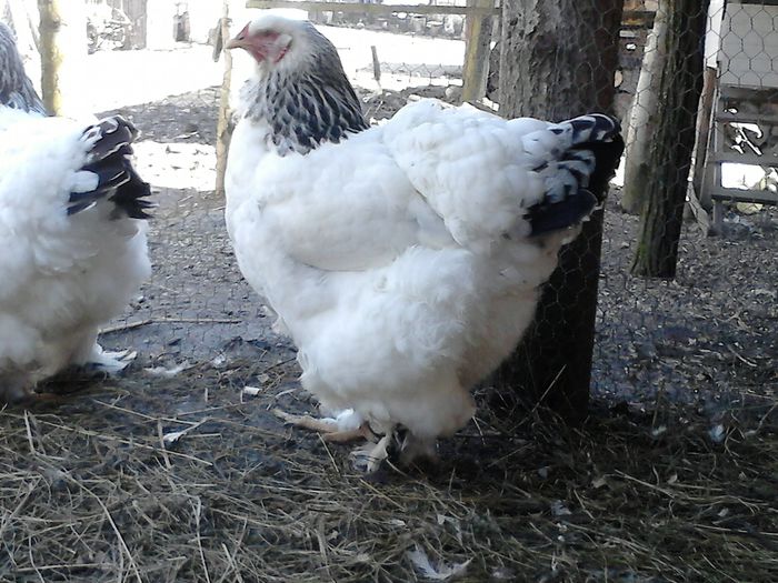 DSC_0547 - BRAHMA 2015