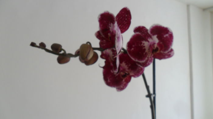 SAM_2562 - phalaenopsis