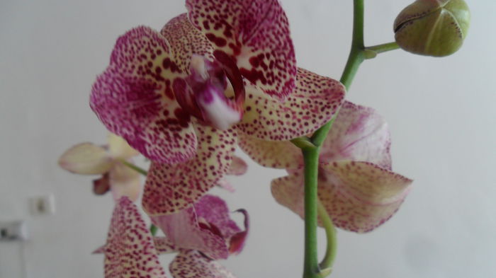 SAM_2563 - phalaenopsis