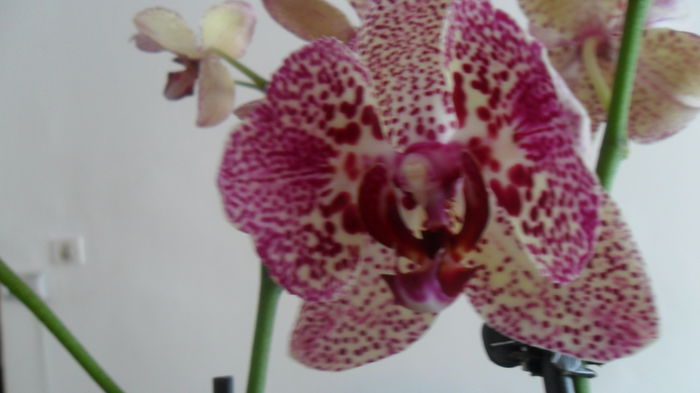 SAM_2564 - phalaenopsis