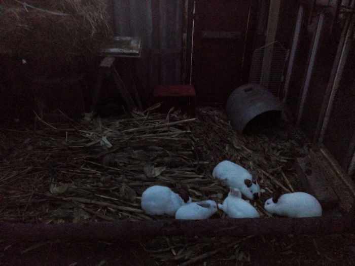 inainte de fatare,impreuna cu fetitele din cuibul trecut si cu cele adoptate