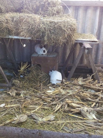 astupam intrarea in cuib