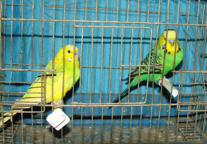 perechea 1 - Melopsittacus Ondulatus