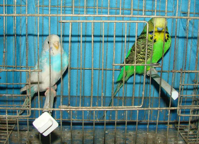 perechea 3 - Melopsittacus Ondulatus