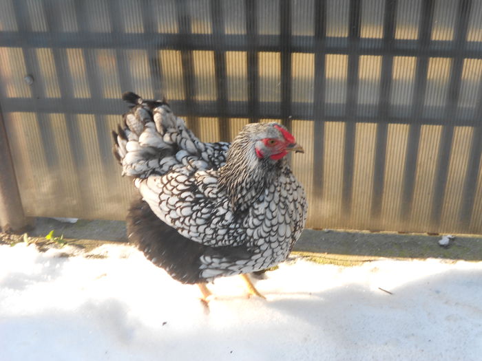 DSCN3216 - wyandotte argintiu matca 2015-arhiva