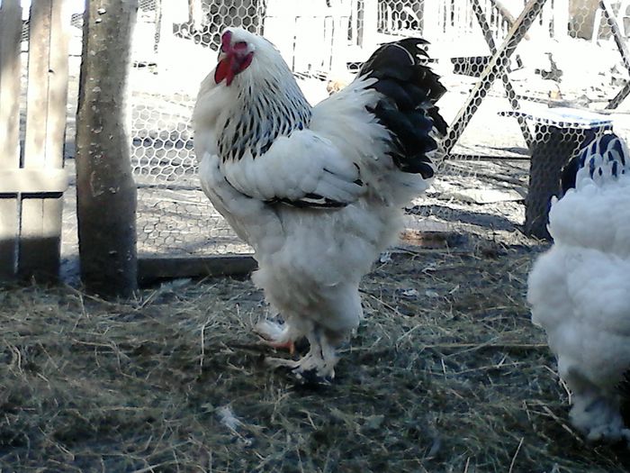 DSC_0544 - BRAHMA 2015