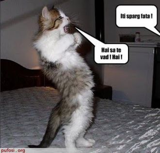 poze-amuzante-pisica-se-cearta