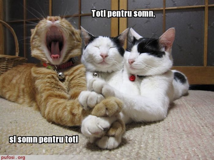 poze-amuzante-somn-pisicesc - Ceva amuzant