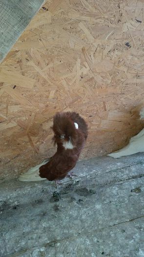 10806886_10205940953264188_2139483932_n