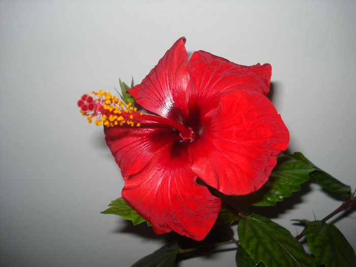 DSC09887 - HIBISCUS 2015
