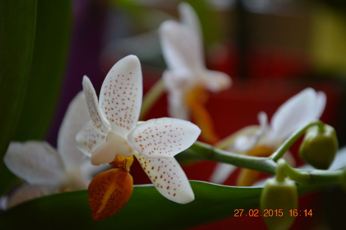 DSC_0392 - Phalaenopsis1