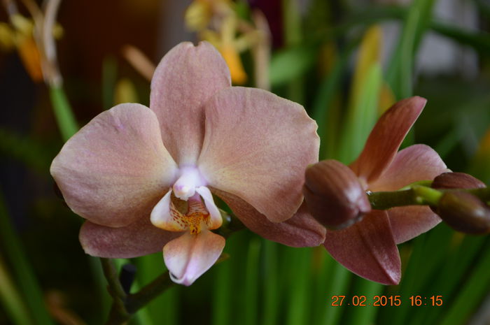 DSC_0393 - Phalaenopsis1