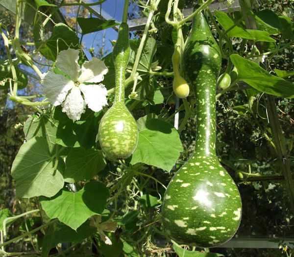 Dovleac decorativ -Lagenaria siceraria Speckled Swan,