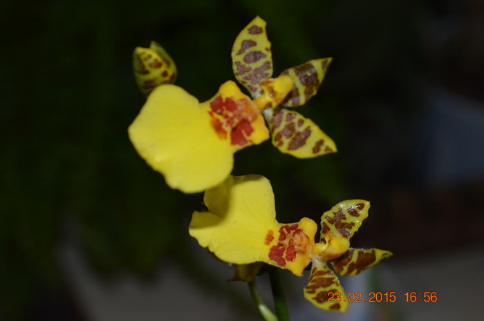 ONCIDIUM GOWER RAMSEY COMPACT - Oncidium