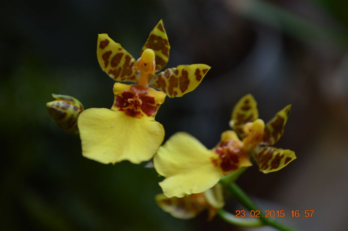 DSC_0388 - Oncidium