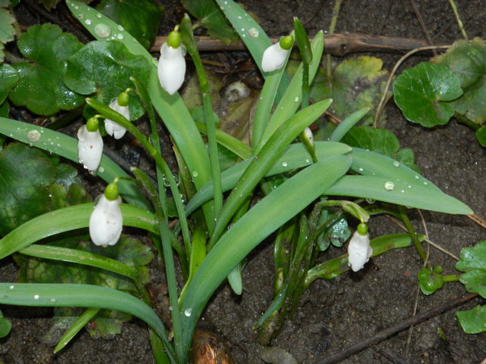 DSCN5667 - 2015_MARTIE