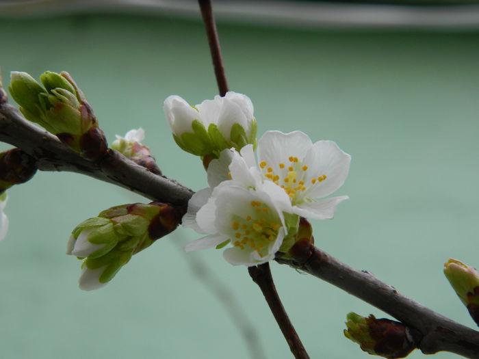 DSCN5896 - 2015_MARTIE