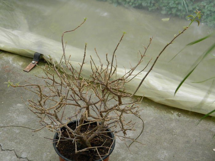 DSCN5900 bougainvillea - 2015_MARTIE